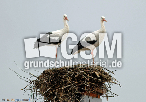 Weißstorch (2 von 20).jpg